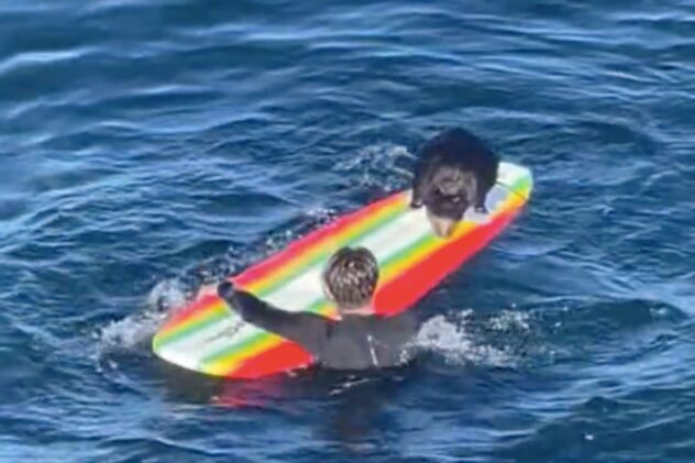 Aggressive sea otter trying to steal surfers’ boards sought by California wildlife officials