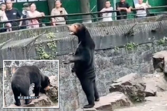 Chinese zoo forced to deny bear is a human in costume