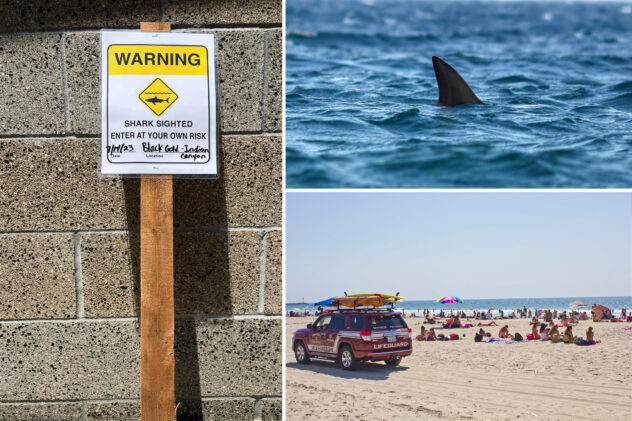 Great white sharks spotted near famous nude beach, San Diego lifeguards warn
