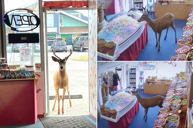 Deer walks into Washington candy shop — what happens next is adorable