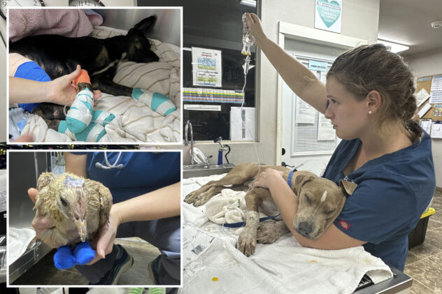 Dogs with ‘paws burnt down to the bone’ among pets rescued from the ashes of Maui’s wildfires
