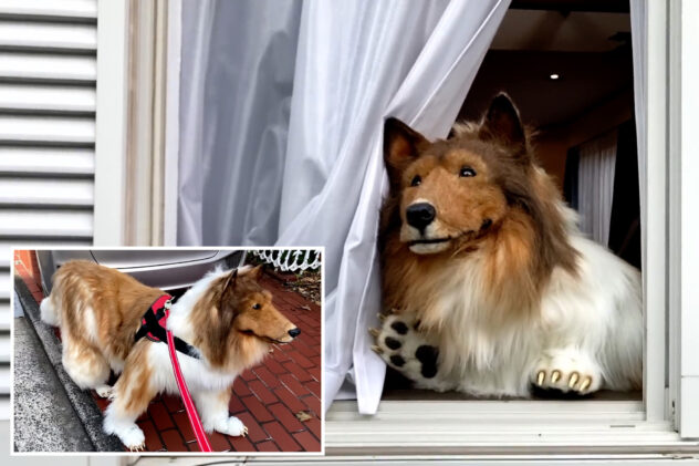 Japanese man who spent $14K to become a collie doesn’t want a dog’s life