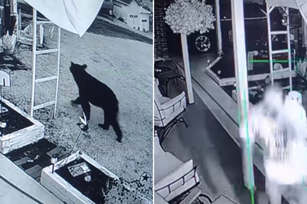Wild video shows man being attacked by bear in his own garage