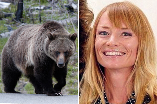 Mama grizzly bear that mauled woman to death at Yellowstone Park is euthanized after home break-in