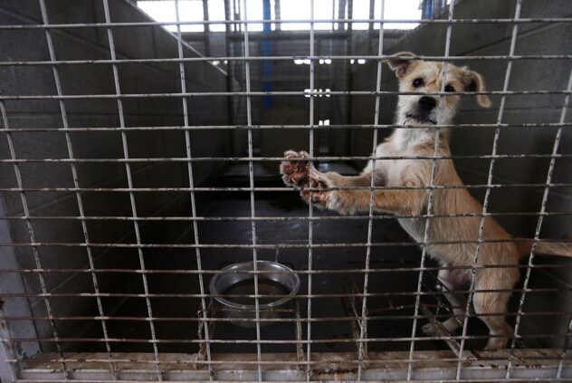 New Texas law bars animal cruelty offenders from owning animals for five years