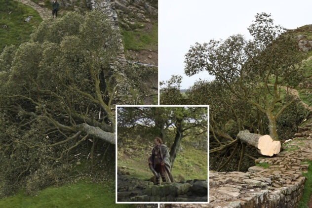 Teen boy arrested for ‘deliberate’ act of chopping down iconic ‘Robin Hood’s tree’ seen in Kevin Costner film