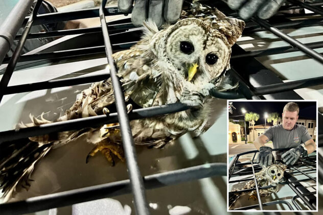 What a hoot! Firefighters free owl stuck in car’s roof rack