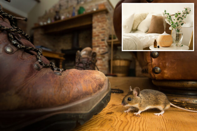 5 common household items to scare away mice — and keep them away