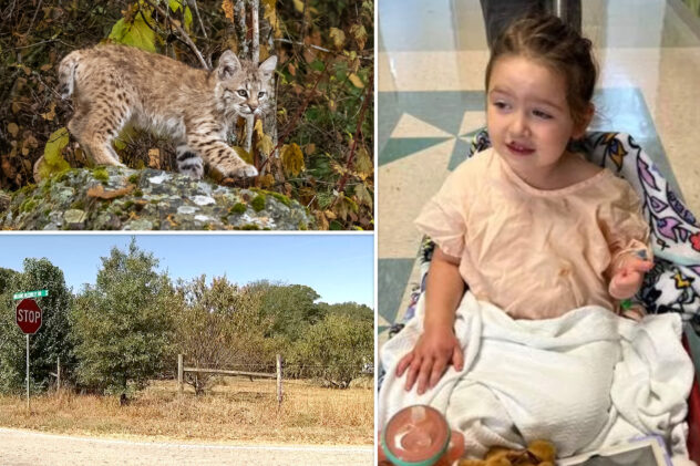 Aggressive bobcat on the loose in Georgia mauls two kids and two dogs in separate attacks