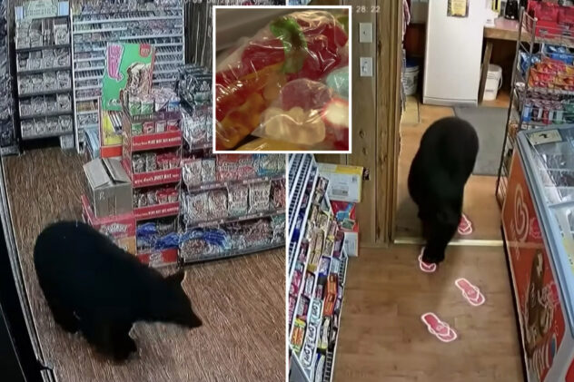 ‘Little bugger’ bear strolls into convenience store, steals pack of gummy bears and eats them in front of owner