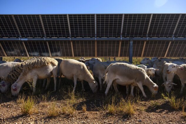 Sheep graze on Texas solar farms as renewable energy companies embrace agriculture