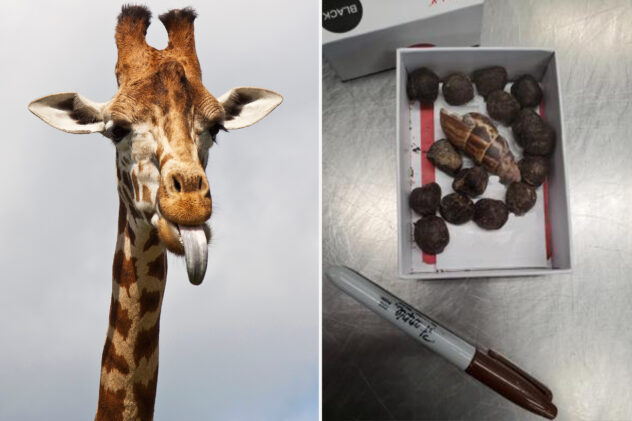 Woman’s box of giraffe poop seized at Minneapolis airport