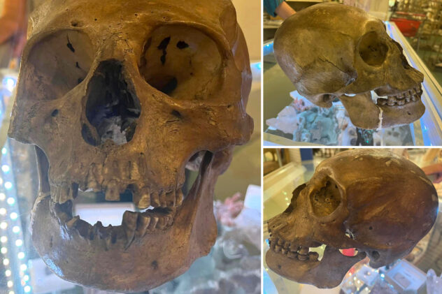 Anthropologist finds human skull while shopping at Florida thrift store