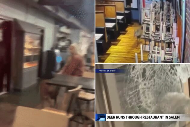 Deer crashes through Virginia seafood restaurant’s glass door, shocks patrons