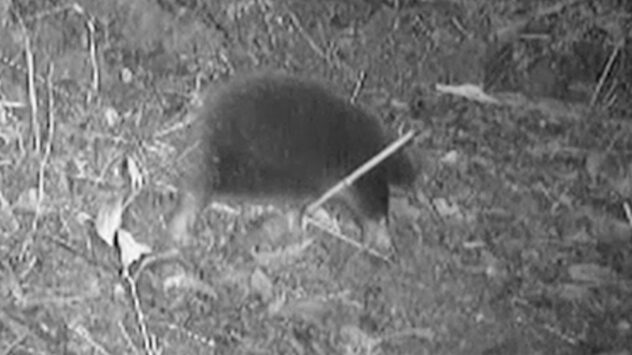 Endangered, egg-laying mammal spotted for first time in 60 years