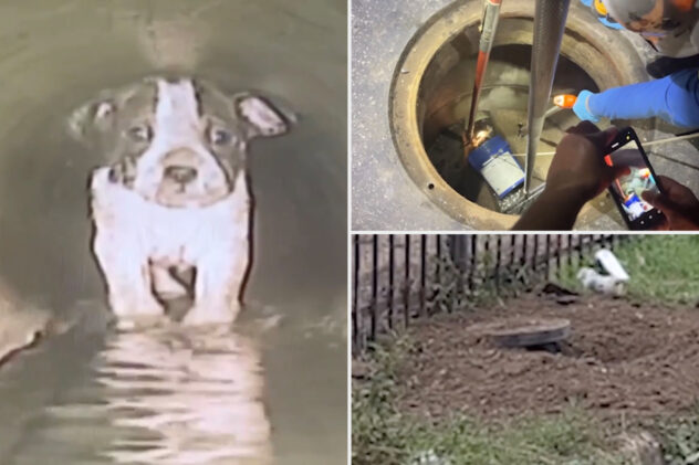 Puppy rescued after spending 8 hours trapped inside of San Antonio sewer