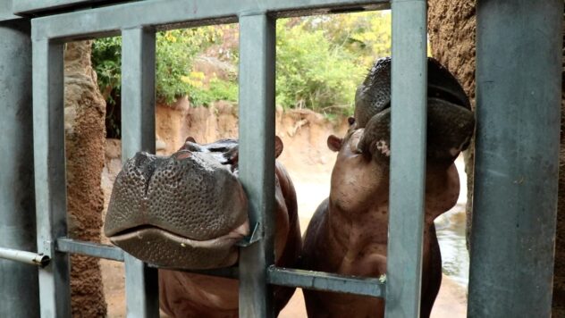 Avery & Mia meet Timothy the Hippo 🦛