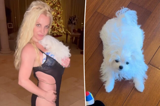 Britney Spears rushes pet dog to vet on her birthday because of ‘medical emergency’: report