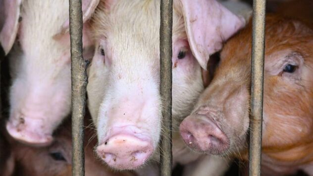 Hong Kong to cull 900 pigs in wake of deadly swine fever outbreak