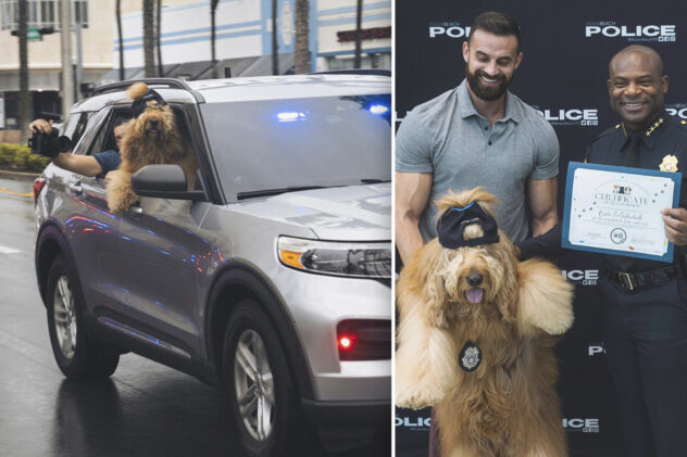 Internet-famous Goldendoodle, Brodie, joins Miami police department’s K-9 unit