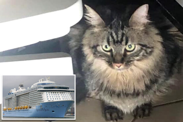 Pet cat smuggled aboard Royal Caribbean cruise ship was going to be euthanized but crew spent weeks trying to save it