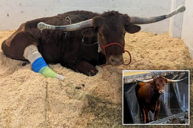 Ricardo the bull on road to recovery after battling infection since Xmas