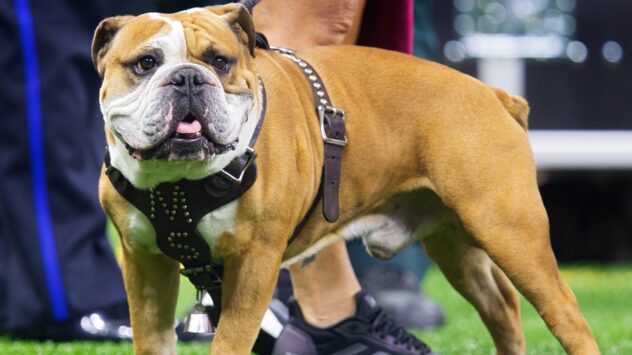 Scotland to restrict American XL bully dog breed, joining England, Wales after series of attacks: report