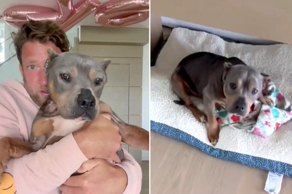 Barstool founder Dave Portnoy’s rescue dog Miss Peaches goes viral: ‘From outhouse to penthouse’