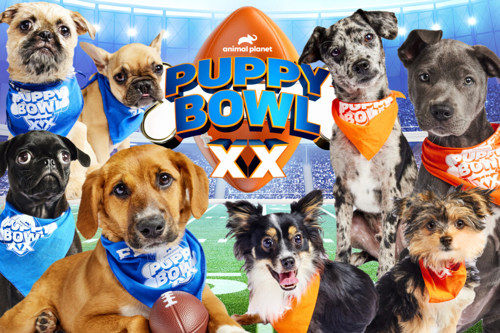 Everything you need to know about Puppy Bowl 2024