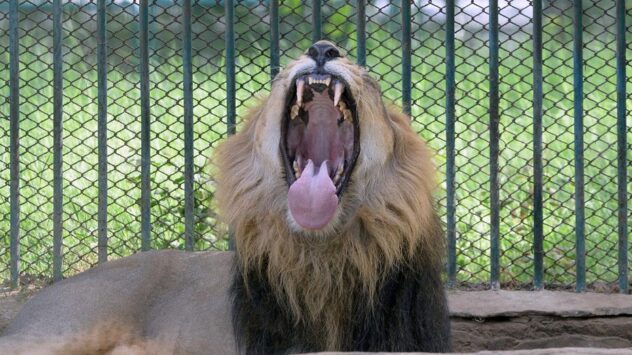 Man killed by lion after entering enclosure at zoo: 'The animal attacked'