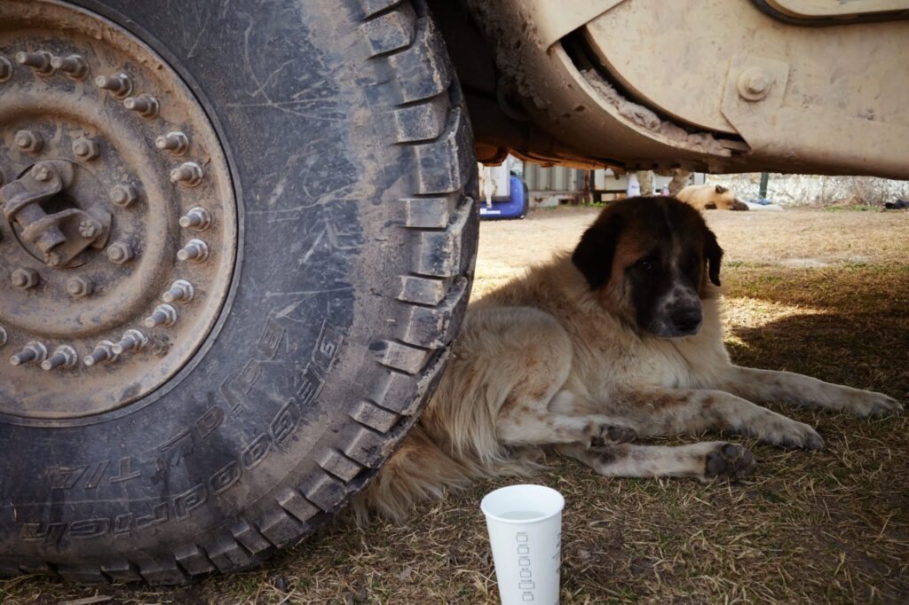 Migrant dogs tragedy proves Open-Borders Biden cares as little about pooches as people