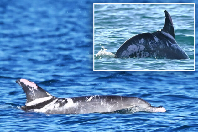 One of the world’s rarest and most unusually colored dolphins discovered in Australia