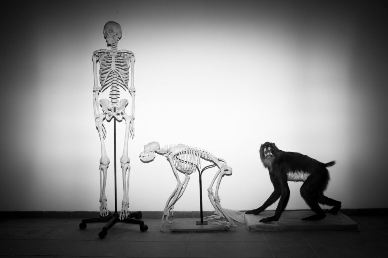 Our ancient animal ancestors had tails. Why don't we?