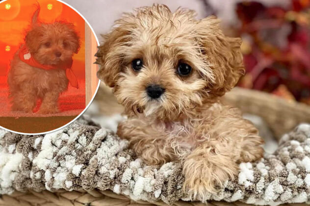 Sweetpea, tiny rescue star of Puppy Bowl 2024, dead at just 5 months old: ‘Lived a charming life’