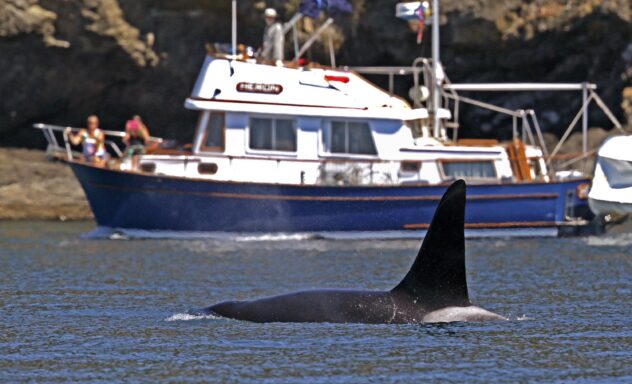 To keep whales safe, Coast Guard launches boat alert system in Seattle
