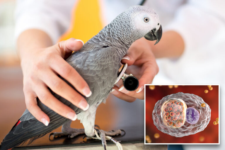 5 dead, dozens hospitalized as ‘parrot fever’ surges across Europe