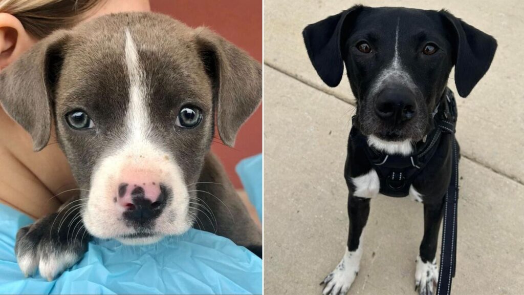 Adopt a dog or puppy at a discounted rate from San Antonio Pets Alive on Saturday