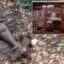 Dog digs up piece of ancient bomb in Florida backyard