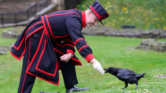 New ravenmaster at Tower of London has most important job in England, according to legend