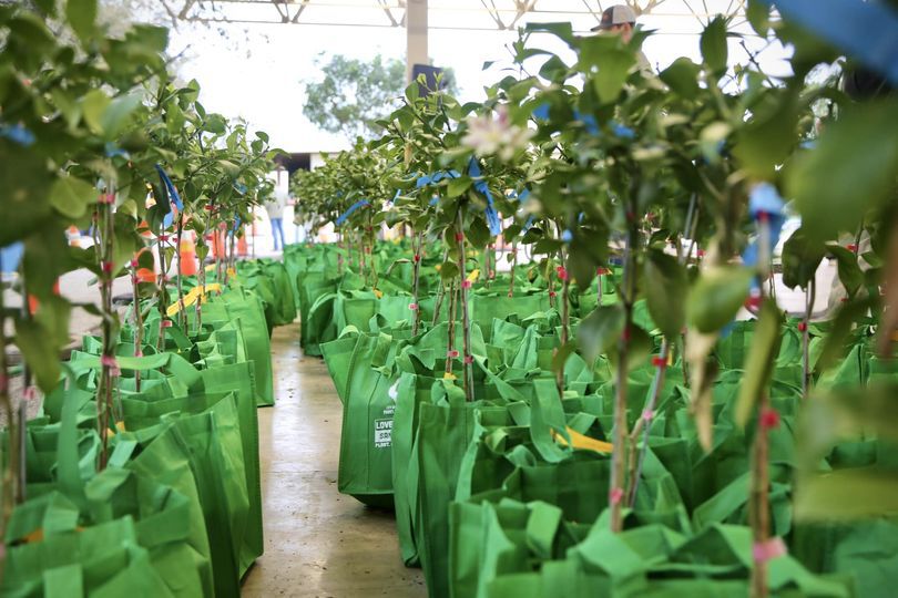 SA Parks & Rec to give away 1,000 free fruit trees next weekend