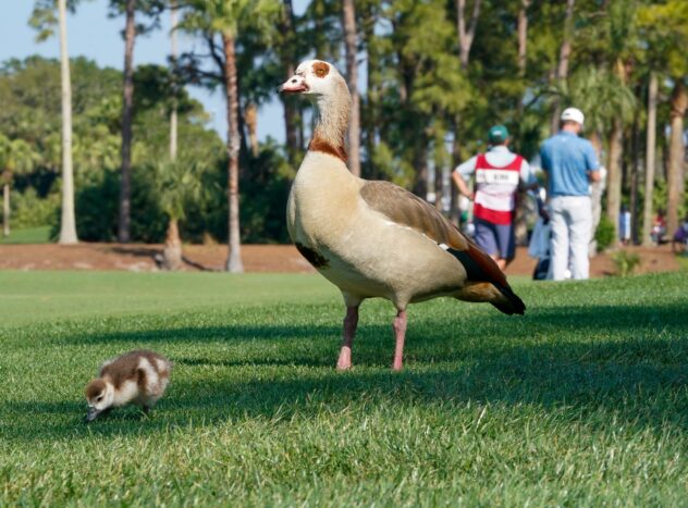 They're not ducks, but what are the birds all over at the Cognizant Classic?