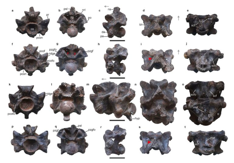 This ancient snake in India might have been longer than a school bus and weighed a ton