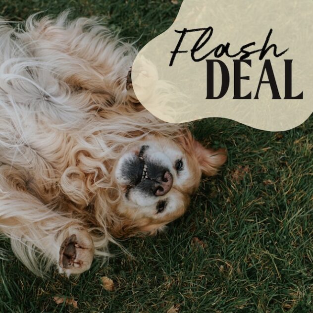 Amazon Pet Day is Here: Save Up to 77% Off on Essentials For 48 Hours