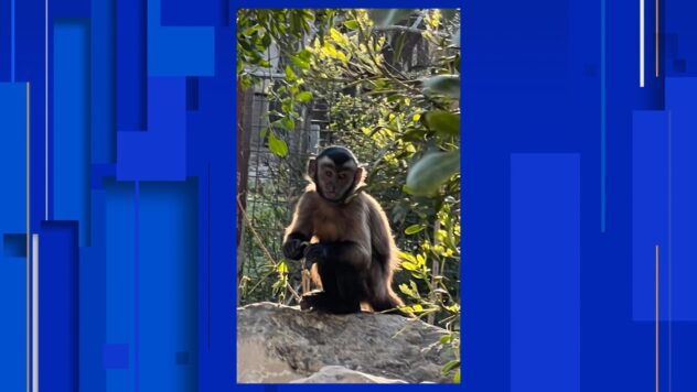 Boerne family organizing search party for missing pet monkey