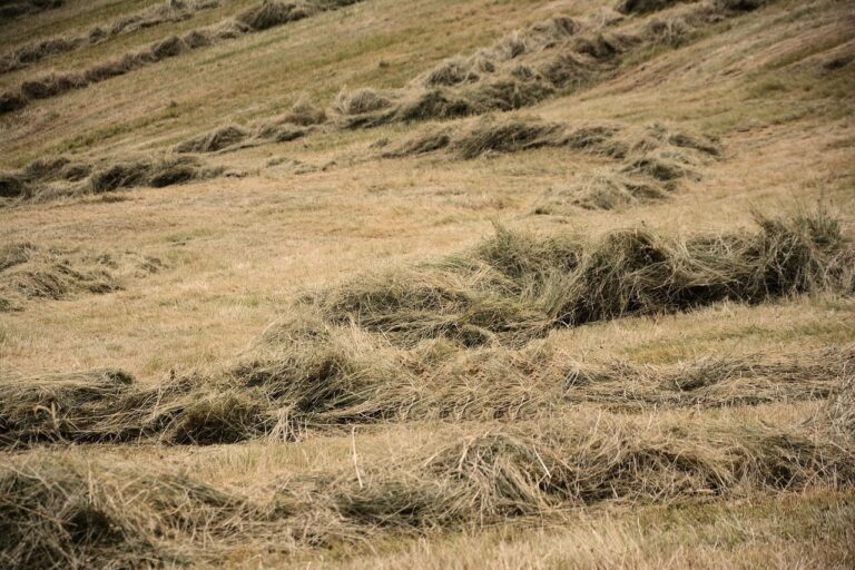 How recent Texas rainfall could improve hay production this season 🌾