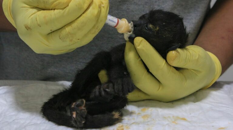 Howler monkeys dropping dead, falling from trees due to excessive heatwave: report
