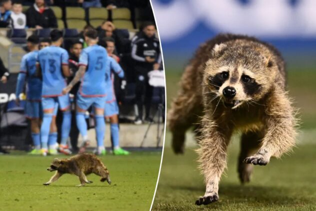 Raccoon makes mad dash on pitch during NYCFC victory over Union in surreal scene