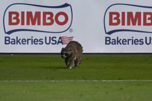 The Raccoon in the Room – NYCFC Serves up Another Home Loss for the Union, 2-1