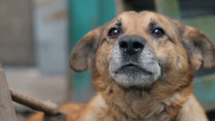 San Antonio says anonymous ‘dangerous dog’ complaints a possibility