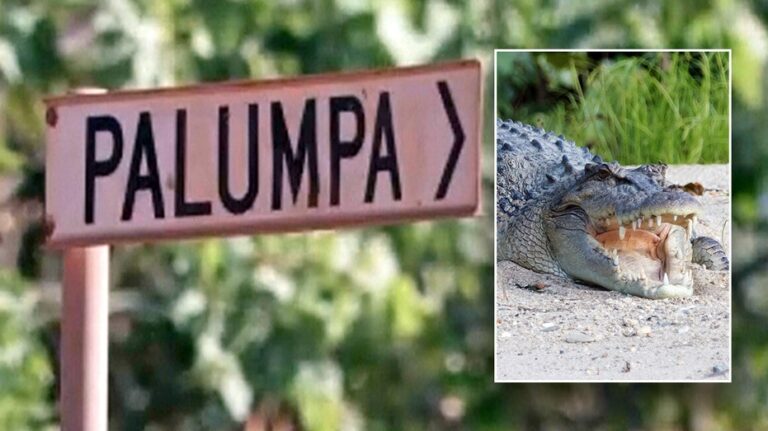 Australian rangers kill crocodile that fatally attacked 12-year-old girl swimming in creek